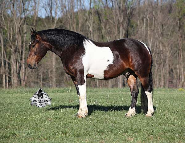 ranch-work-quarter-horse