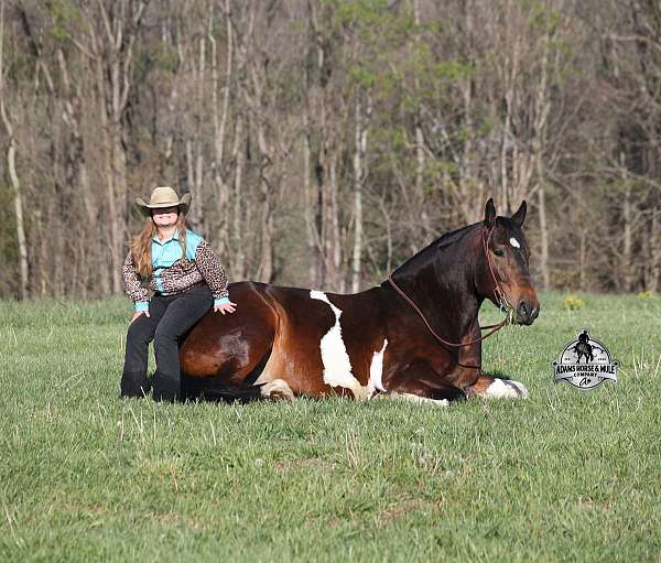 family-horse-quarter