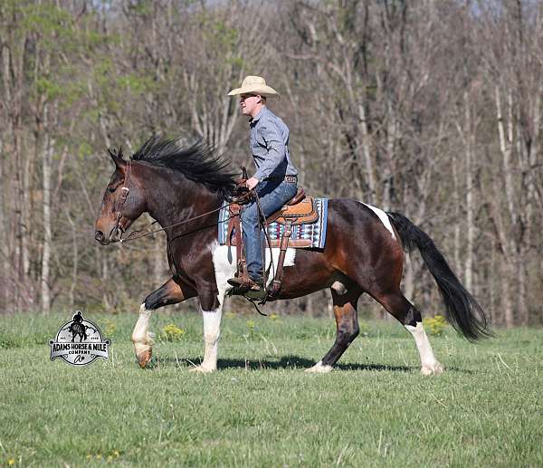 trail-quarter-horse