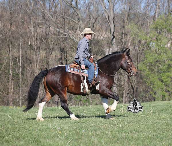 trick-quarter-horse