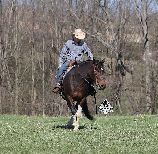 all-around-quarter-horse