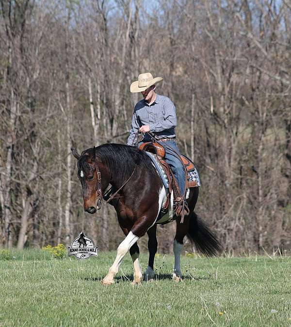 draft-quarter-horse