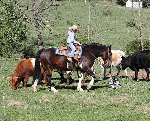 athletic-quarter-horse