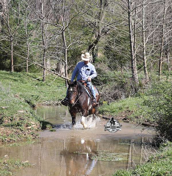 classical-quarter-horse