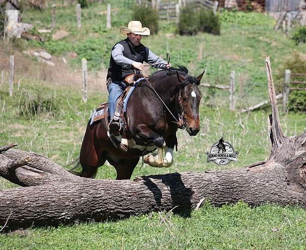 foundation-quarter-horse