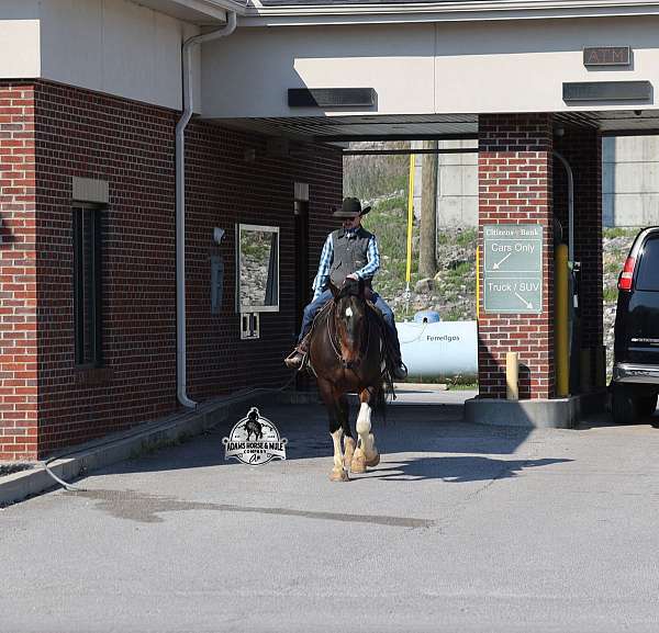 performance-quarter-horse