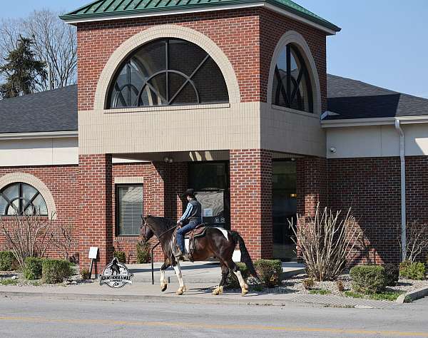 ranch-quarter-horse