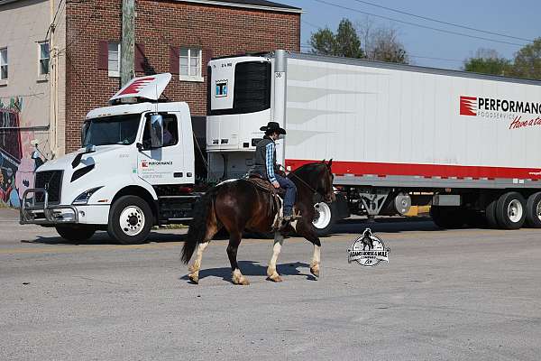 show-quarter-horse