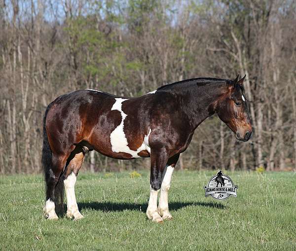 beginner-safe-quarter-horse