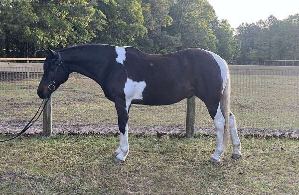 all-around-paint-horse
