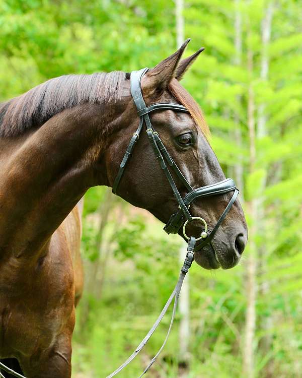 classical-dressage-gelding