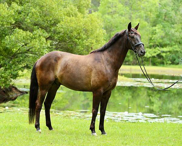 classical-dressage-warmblood-westphalian-horse