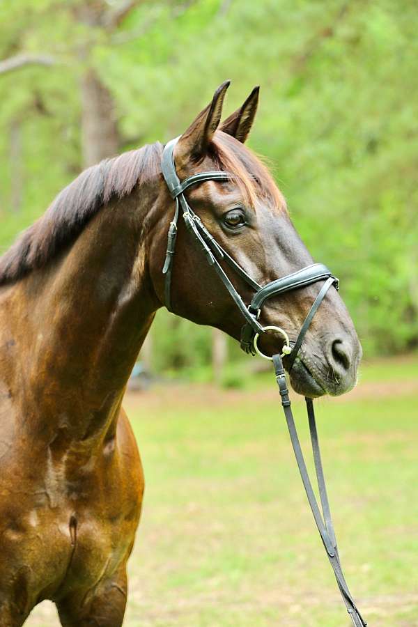 warmblood-westphalian
