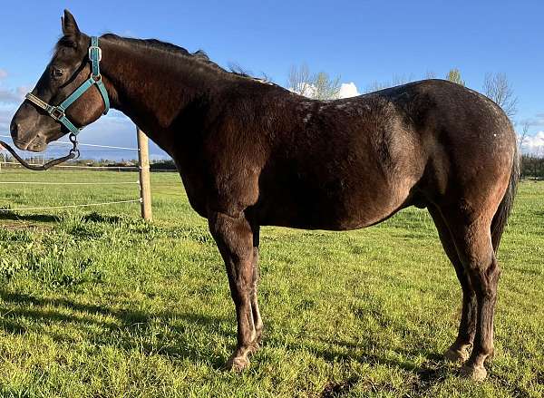 smokey-black-poa-gelding