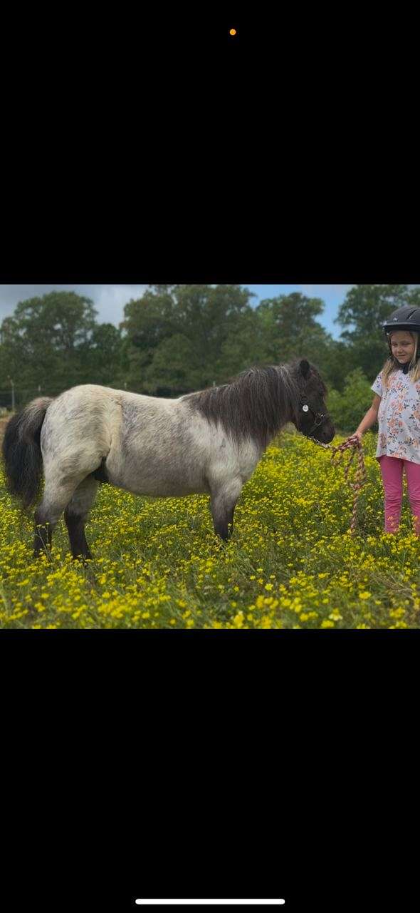 black-white-harness-pony