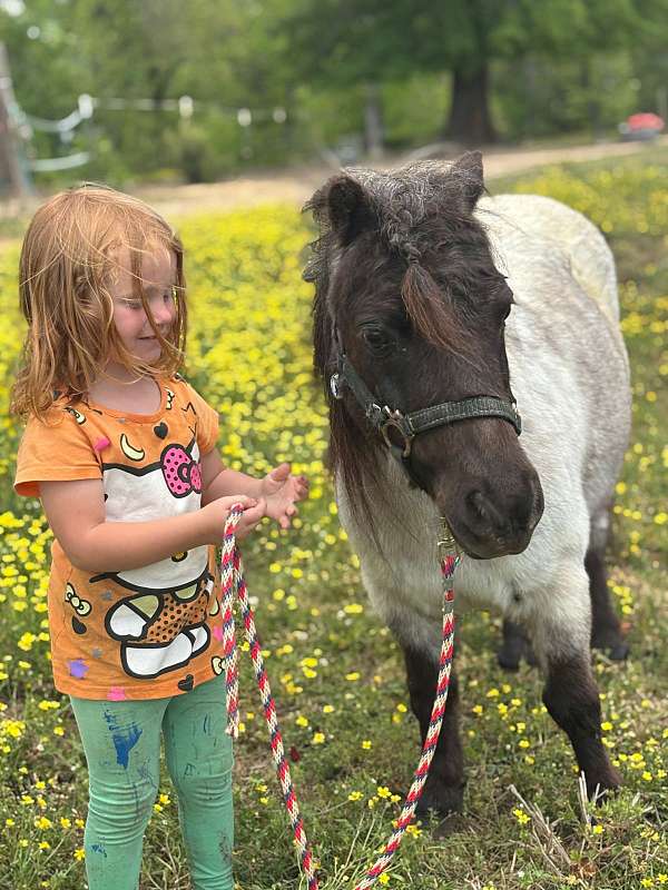 beginner-miniature-pony