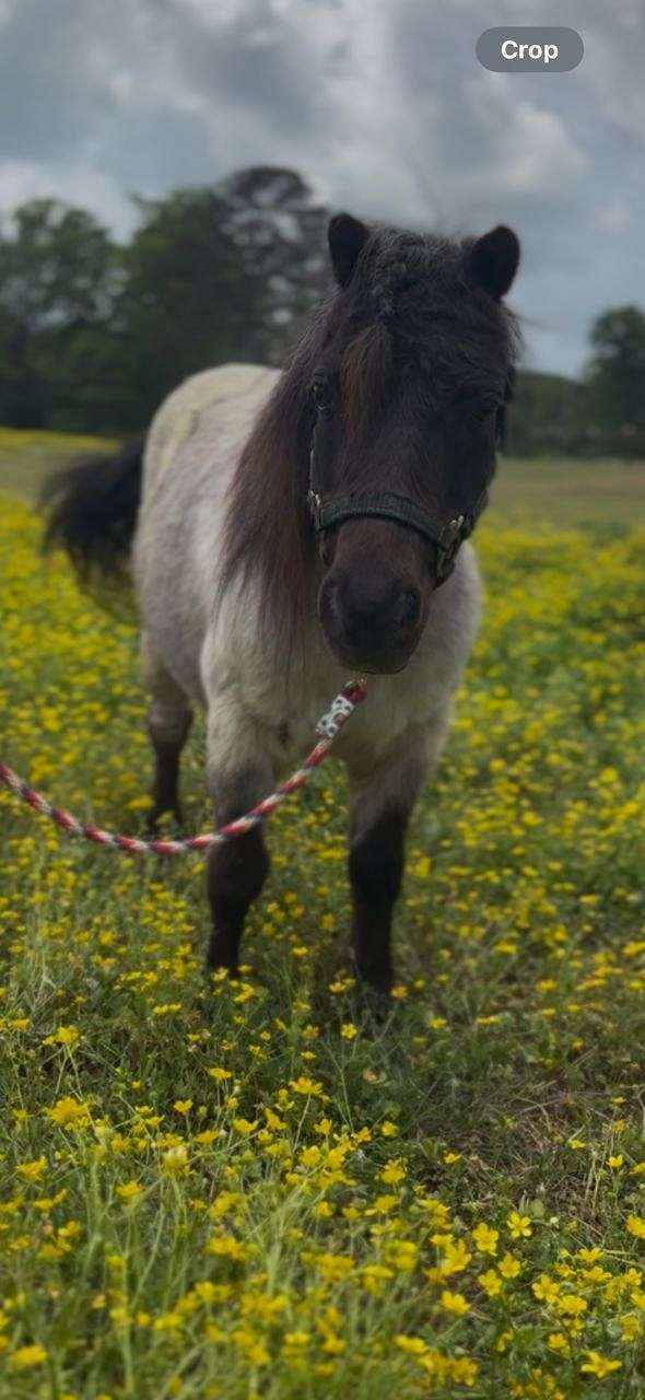 black-white-miniature-pony
