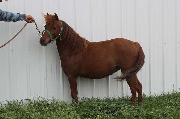 star-rear-pasterns-pony