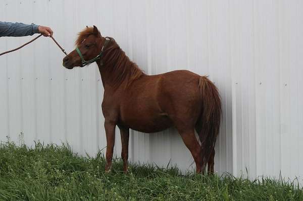 sorrel-star-rear-pasterns-pony