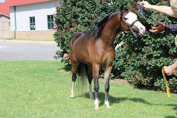 sorrel-aspc-pony