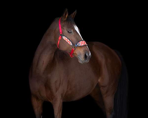 star-narrow-stripe-4-half-stockings-horse