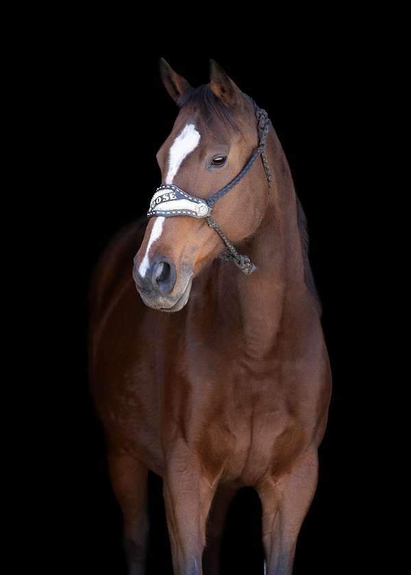 bay-star-narrow-stripe-4-half-stockings-horse