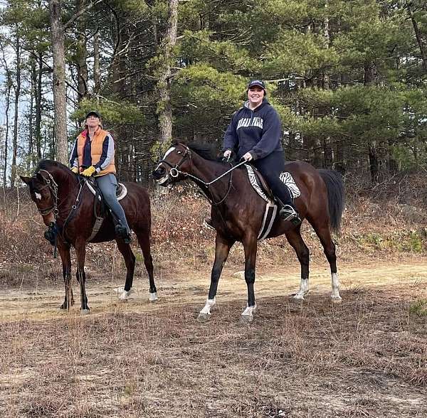 athletic-thoroughbred-horse