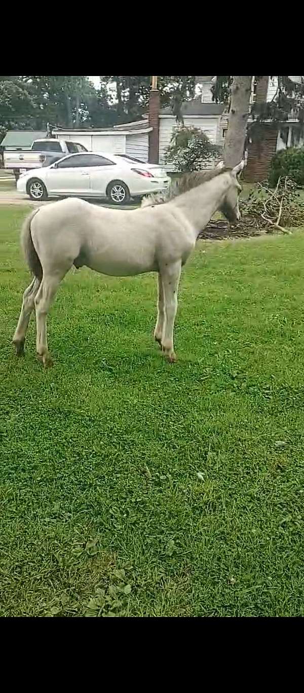 appaloosa-colt