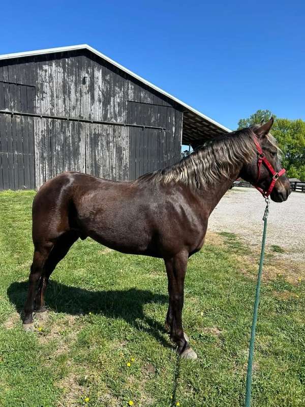 chocolate-white-flashy-horse