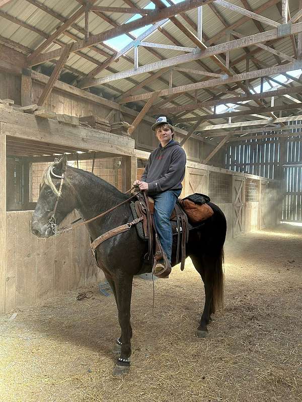 rocky-mountain-gelding