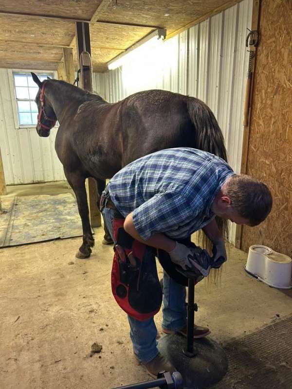 rocky-mountain-horse-for-sale