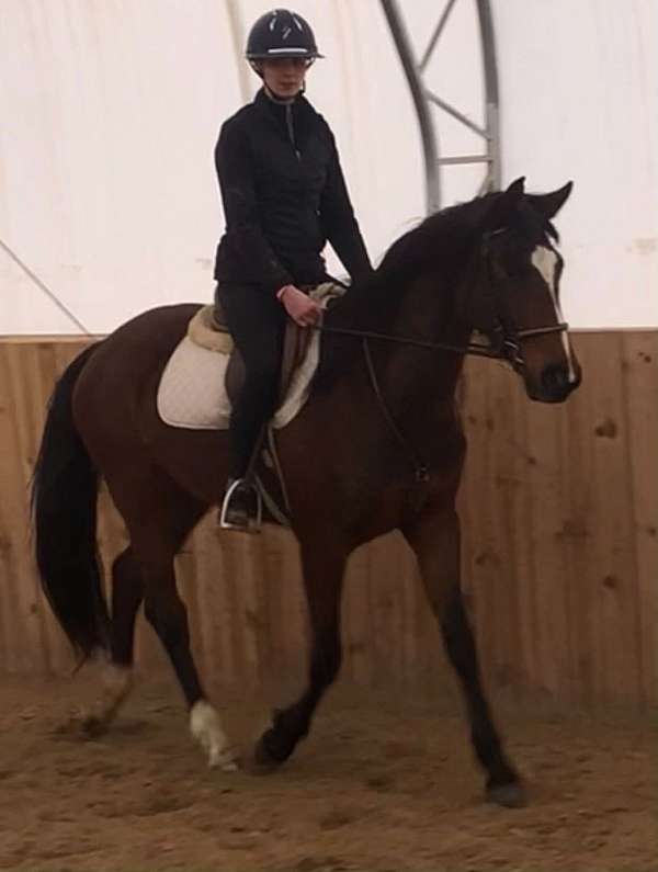 cwhba-westphalian-mare