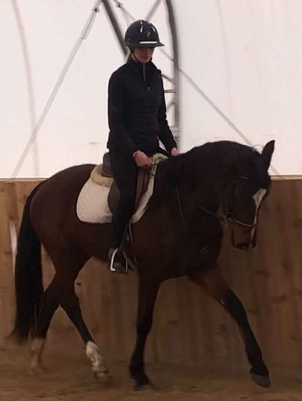 cwhba-westphalian-horse