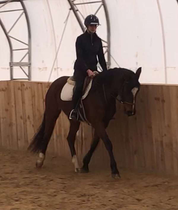 dressage-westphalian-horse