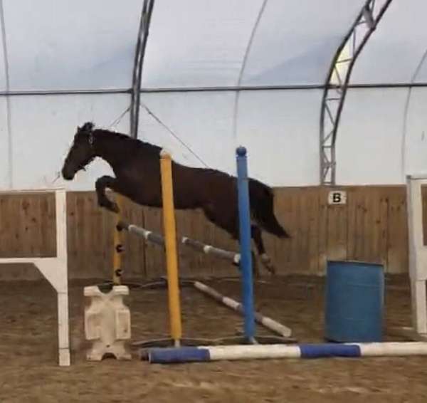 equitation-westphalian-horse