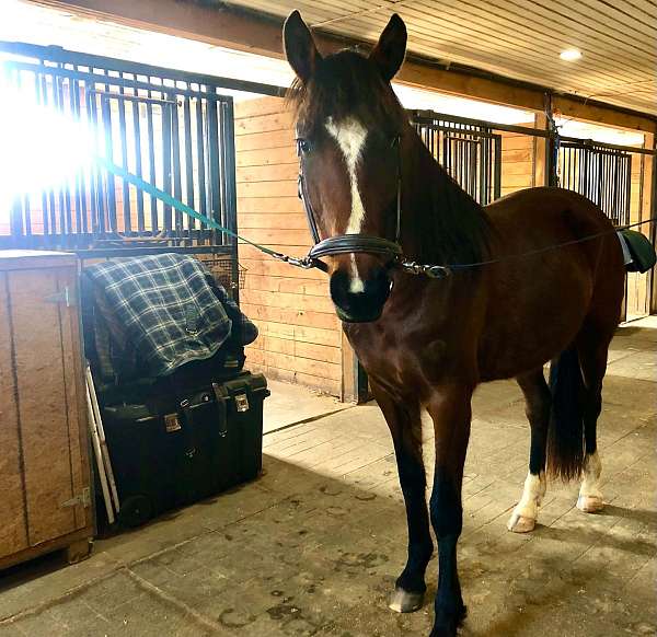 hunter-westphalian-horse