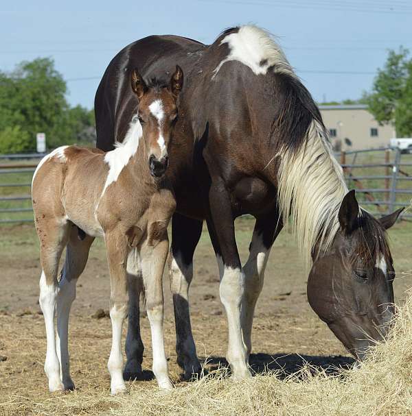 double-homozygous-mare