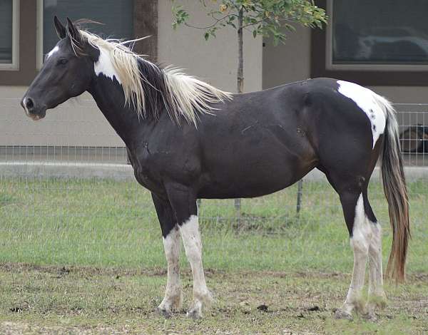 tobiano-horse