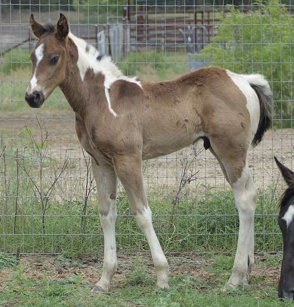 black-tobiano-horse
