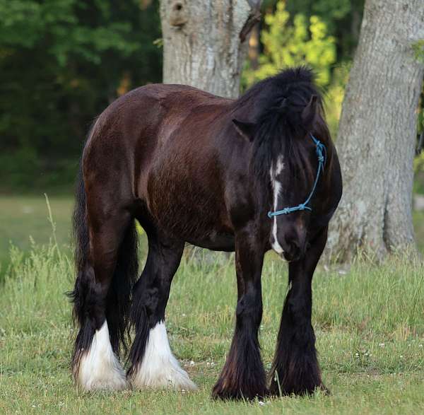 14-hand-gypsy-vanner-gelding