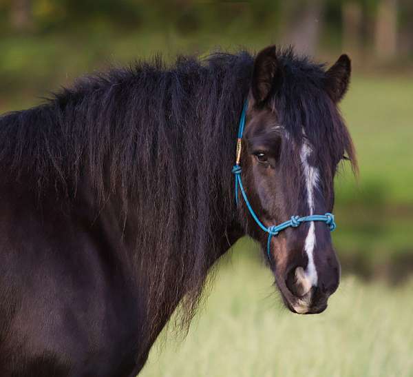 14-hand-gelding