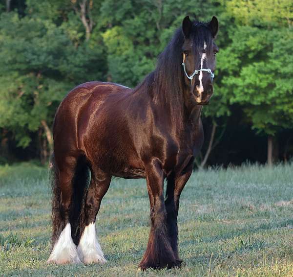 14-hand-gypsy-vanner-horse