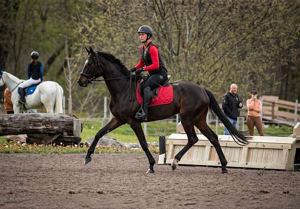 16-hand-mare