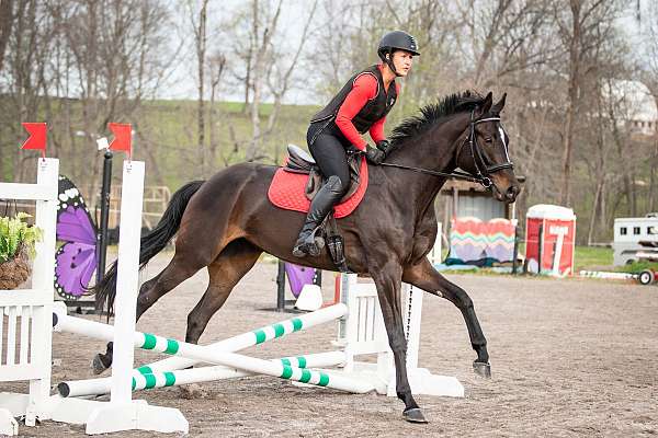 16-hand-warmblood-horse
