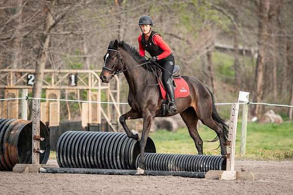16-hand-warmblood-mare
