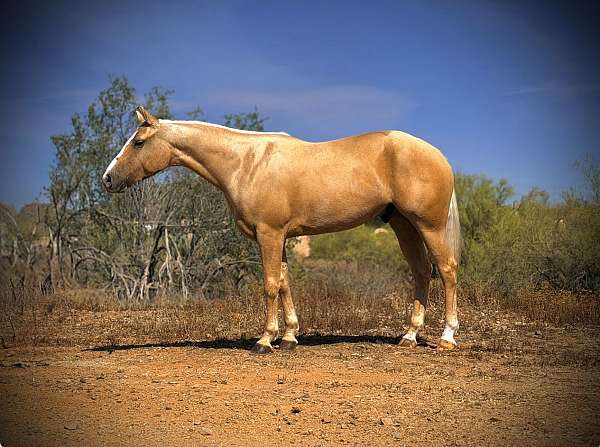 ability-quarter-horse