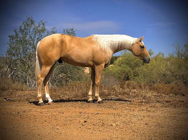loaded-with-potential-gelding