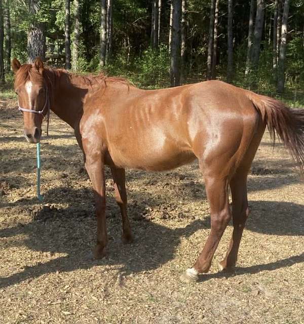 quarter-horse-mare