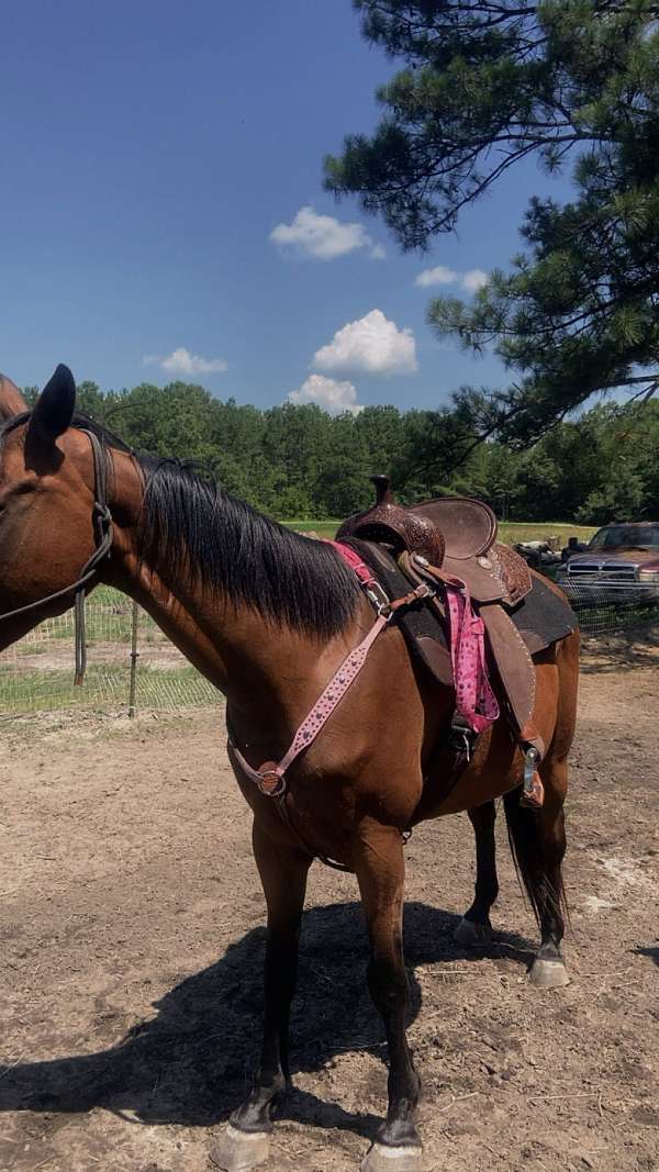 quarter-horse-for-sale