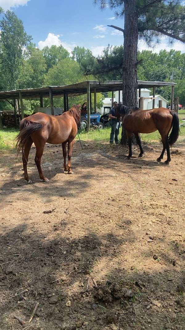 quarter-horse